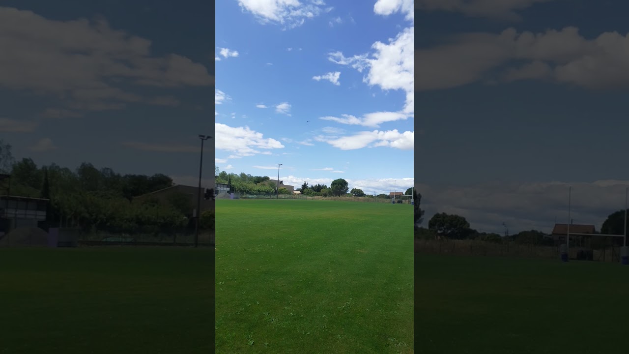 Relacher un martinet noir😍