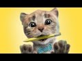 Little Kitten & Friends Learn with the cutest cat - Funny Mini Games Care Kids Game #182