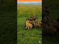 TITLE:Lion vs Hyenas 😱🔥 | Insane Wild Battle Caugh#LionVsHyenas #Wildlife #AnimalFight #Savag