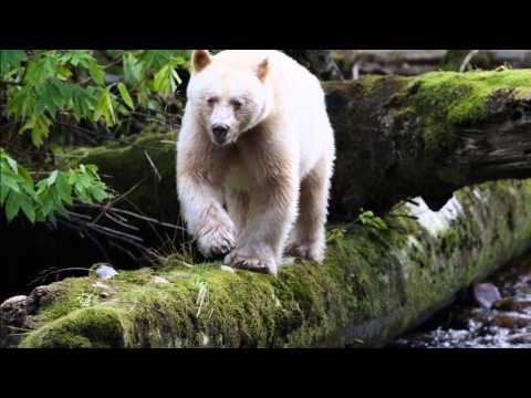 Видео: Как изглежда Коул Матюс в Touching Spirit Bear?