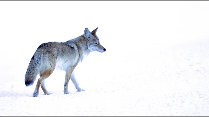 Yellowstone Photography Tour