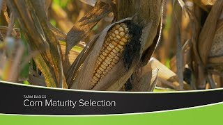 Corn Maturity Selection
