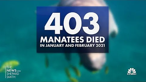 Florida's manatees are dying at alarming rates in 2021