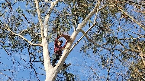 Cưa  hại  cây  bạch  đàn  lớn  .Ở  gần  chợ  ba  chúc. Cưa  cây  kỷ thuật cao