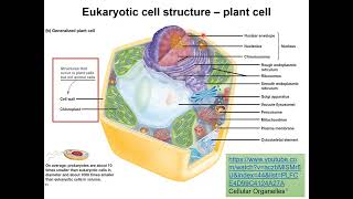 03 Cell Structure and function