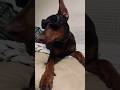 треш 🫣 #доберман  #прикол #животные #рекомендации #собака #dog #top #chill  #инстасамка