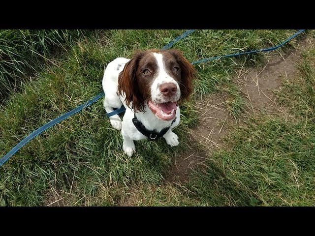 3 month old springer spaniel