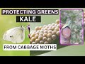 How To Stop Cabbage Moths Laying Eggs - Protecting Your Greens Kale and Cabbage