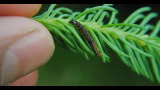 Update of Spruce Budworm Early Intervention Strategy Webinar