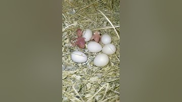 Fawn Java 2nd clutch hatching start 🥚🐣 || FinchEee || #java #sparrow #breedingprogress #nature #2024