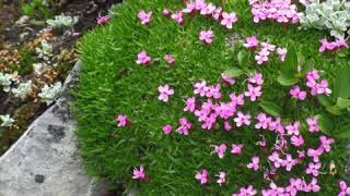 High alpine plants have special challenges.