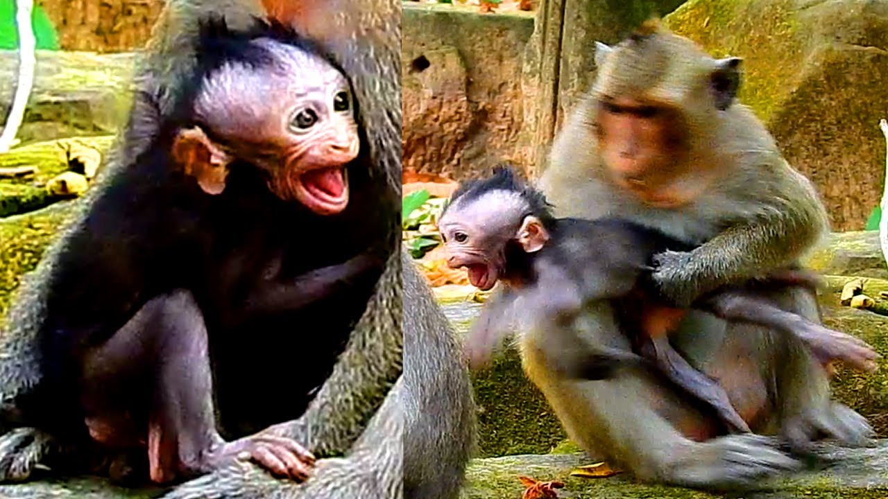 What's Happening to the Tiny Baby Monkey? Weaning or Kidnapping?