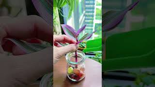 🌱🌱🌱Love life and love growing flowers. Life tips #Plants# Happiness