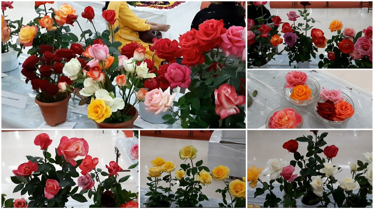 Nagpur garden club, Annual Garden,Rose Flowers show ,part -1