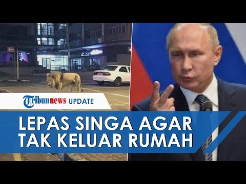 pemerintah-rusia-lepas-800-singa-untuk-cegah-orang-ke-luar-rumah-ternyata-hoaks