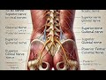 Dumgʻaza chigali #Plexus sacralis