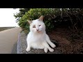 【今週のボツ動画】短い野良猫動画まとめて公開