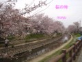 【カラオケ】桜の時　　aiko