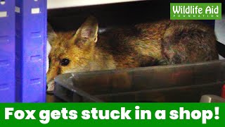 Lost FOX somehow gets stuck in a shop!