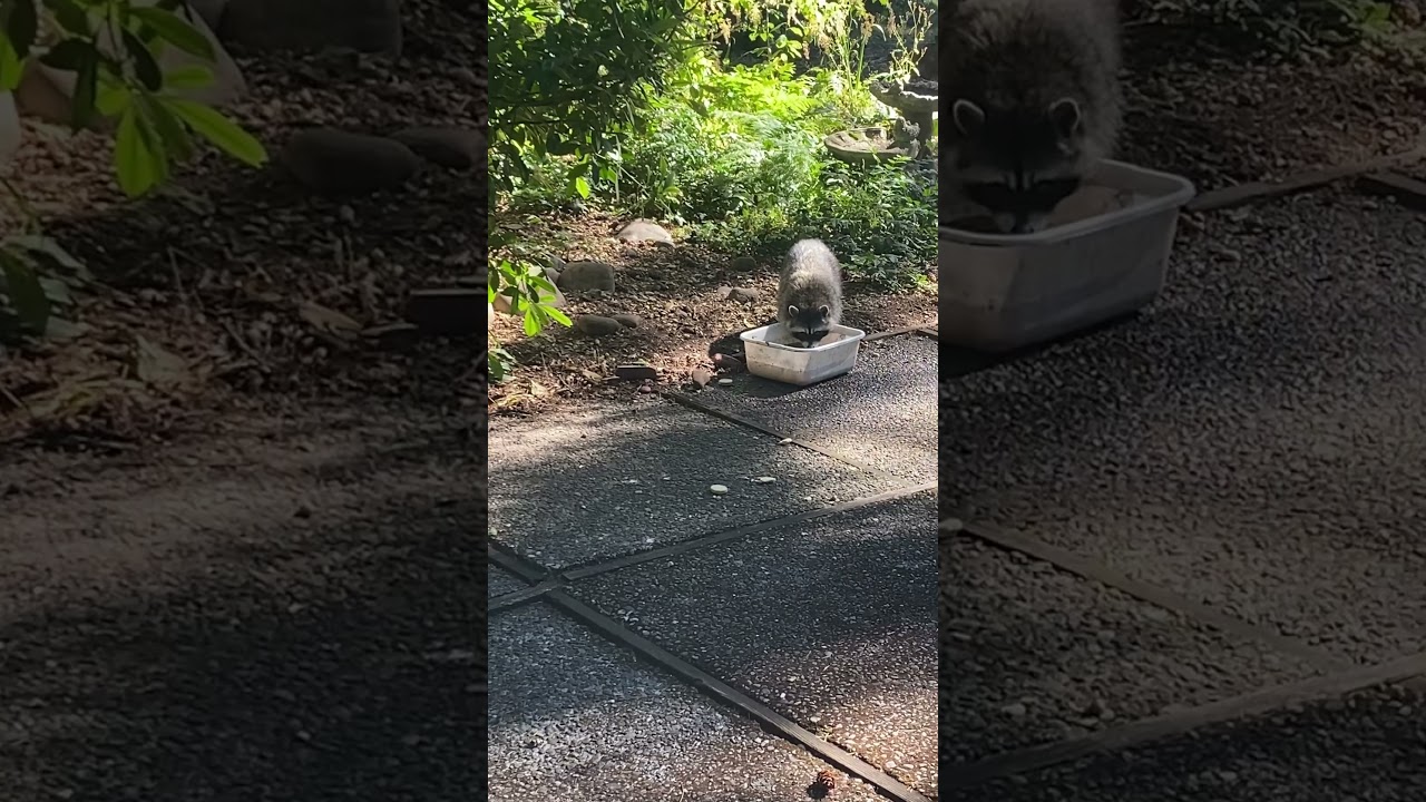 Cookies Rain Down For Mama Rac and Kits