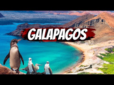 Video: Men Xurtigrutenning ilk Galapagos kruizida suzib ketdim - bu qanday edi