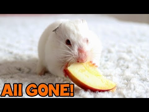 Hamster Stuffing LARGE peace of Apple In his Cheeks | The Elysian