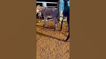 Donkeys live among donkeys and horses 924