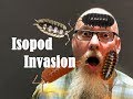 a glimpse into the fascinating world of Isopods: true land shrimp