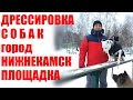 Дрессировка собак / город Нижнекамск / групповые занятия