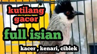 100% Pasti Nyaut...!!! DI MASTERI SUARA BURUNG KUTILANG GACOR FULL ISIAN ini