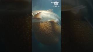 Giant Fish Egg Release. A giant नदी fish releasing millions of eggs like a cloud explosion