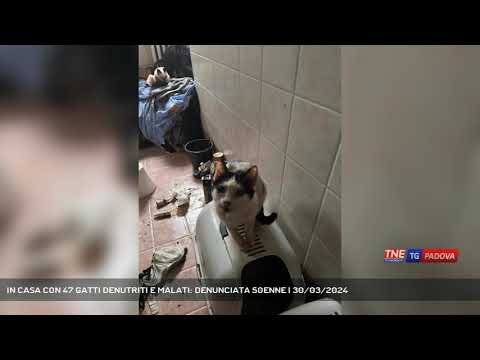 IN CASA CON 47 GATTI DENUTRITI E MALATI: DENUNCIATA 50ENNE | 30/03/2024