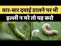 बार-बार दवाई डालने पर भी इल्ली नहीं मर रही? जानिए असली वजह | इल्ली का 100% पक्का इलाज!