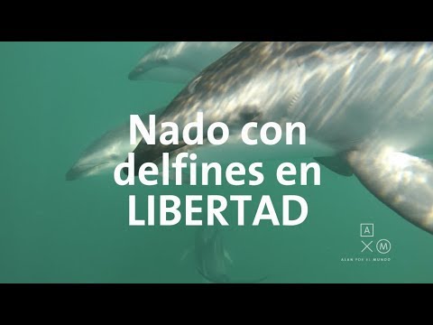 Video: Dónde ver delfines en Nueva Zelanda