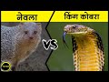 snake vs Mongoose | साँप और नेवले की दुश्मनी में कौन जीतेगा | Saanp or nevale ki dusmani