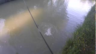 Pêche du sandre en canal