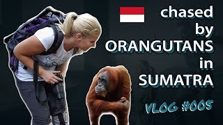 Chased by Orangutans in Sumatra (Bukit Lawang jungle vlog)