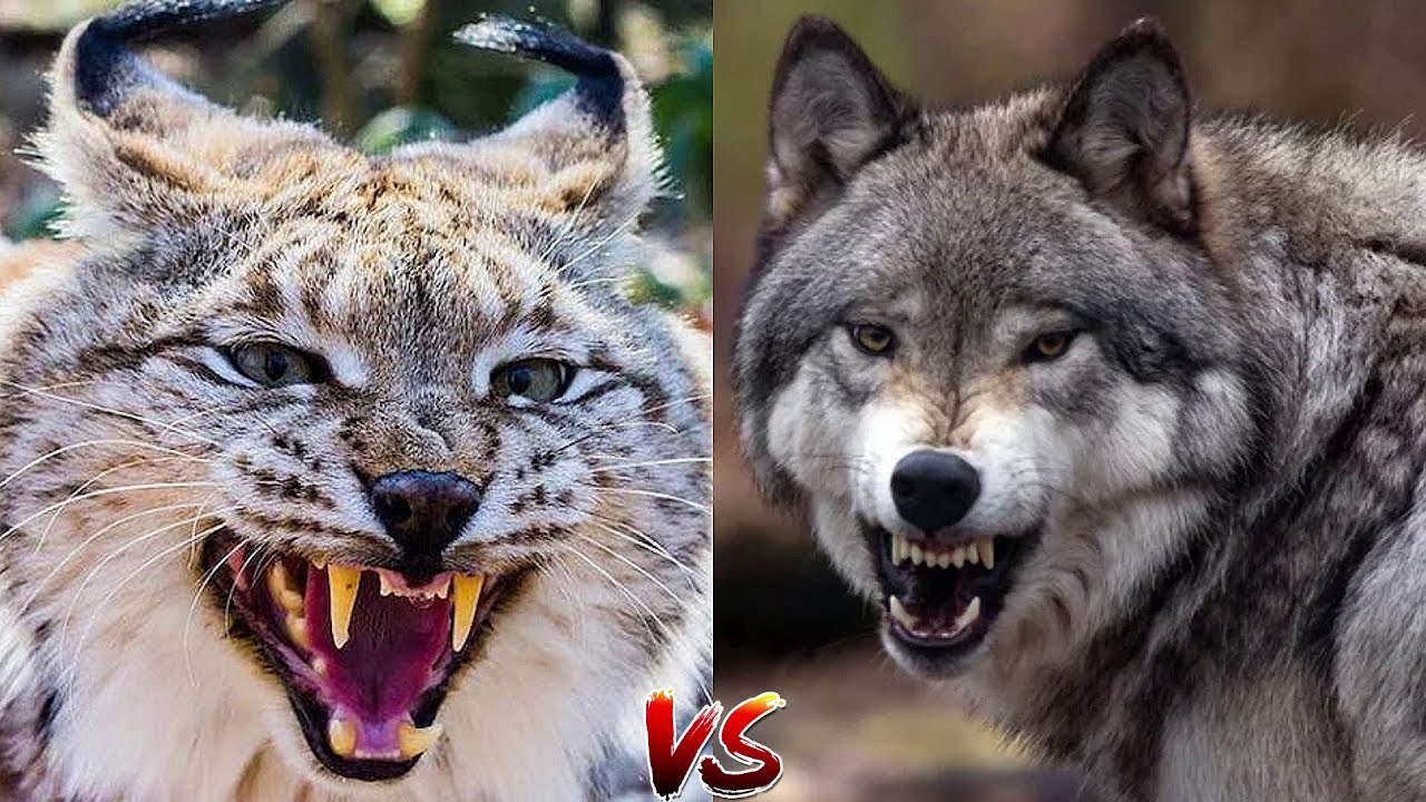 Кого сильнее рысь. Рысь против волка. Рысь vs волк. Рысь против.