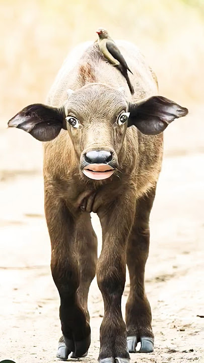 https://youtube.com/shorts/XLXiNqZa3_Y?si=9YQyNju #animals #baffalo #tarndeng #cow #shortvideo 🙏