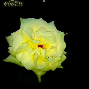 Status Whatsapp Galau terkeren Bulan April - Lala Atila ~ Mupus Layu