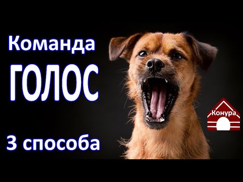 Команда Голос / 3 способа обучения