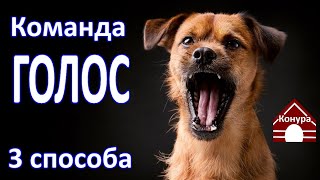 Команда Голос / 3 способа обучения