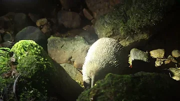 Wild Western Long-beaked Echidna, Zaglossus bruijni