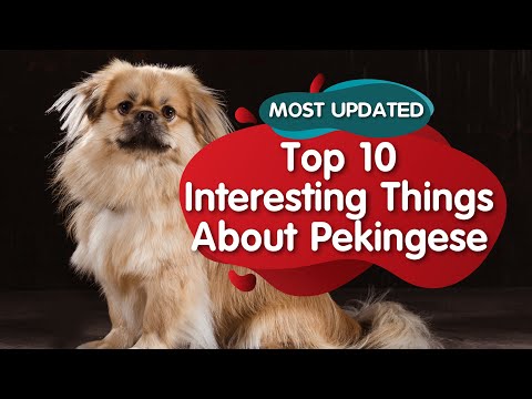 Top 10 Interesting Facts about Pekingese (MOST UPDATED)