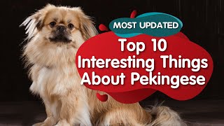 Top 10 Interesting Facts about Pekingese (MOST UPDATED) by BelaPaws 24,890 views 3 years ago 6 minutes, 30 seconds