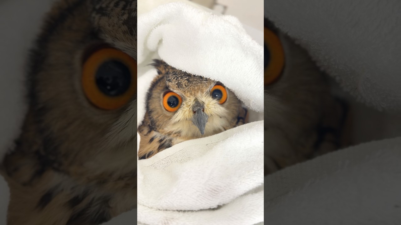 🟢 くちばし・爪のケア👉【一日一羽限定】やさしく整え、自然な形を保つメンテナンス🦉#冷凍マウス #冷凍ヒヨコ #冷凍ウズラ #スネークフード #猛禽類 #爬虫類 #ベンガルワシミミズク