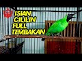 Masteran Juara Suara Cucak Ijo Isian Cililin Cocok Buat Masteran Mp3 - Mp4 Download