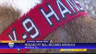 Pit bull Hansel becomes arson detective K9