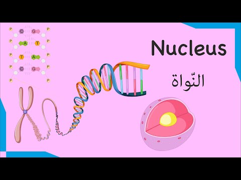 فيديو: ماذا تعني nucleolus؟