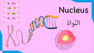 #6 Nucleus النّواة | Biology